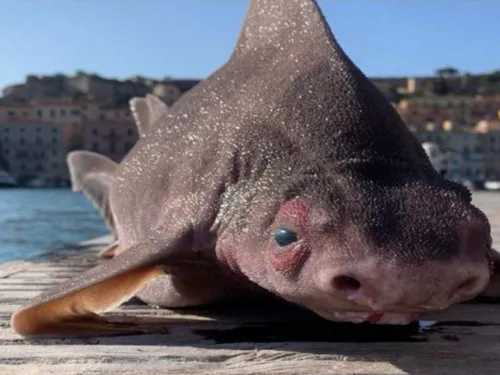 « Un requin avec une tête de cochon » : l’étonnante découverte de...